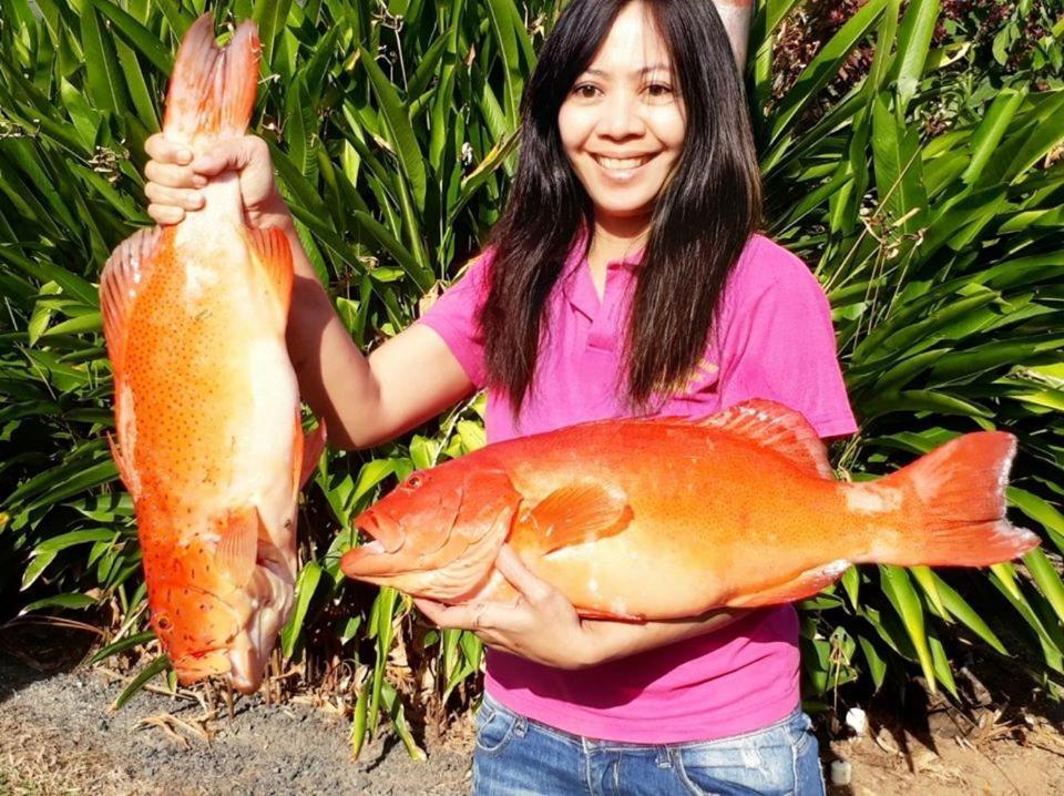 Flying Fish Point Tourist Park Hotell Innisfail Eksteriør bilde